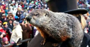 Groundhog Day Forecast - 6 More Weeks of Winter - Silly Groundhog!