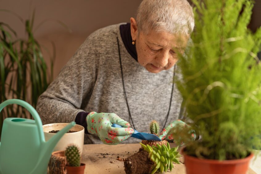 Senior woman breeds cacti and transplants them into new pots